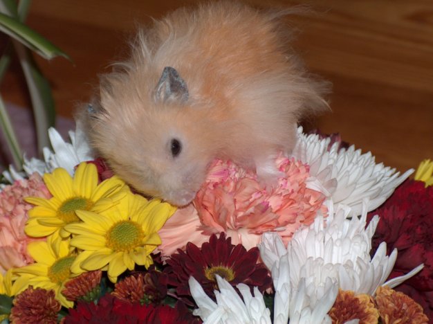 Elvis.
